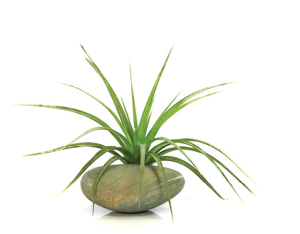 air plant with scientific name Tillandsia, on a isolated white background