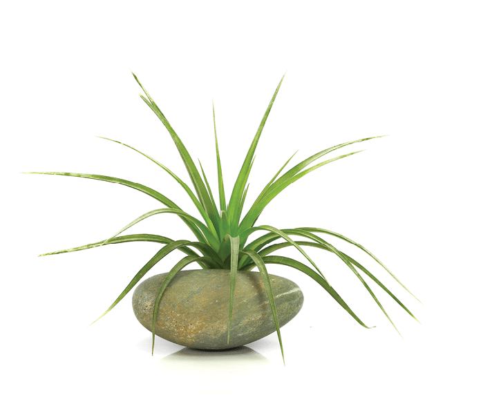 air plant with scientific name Tillandsia, on a isolated white background
