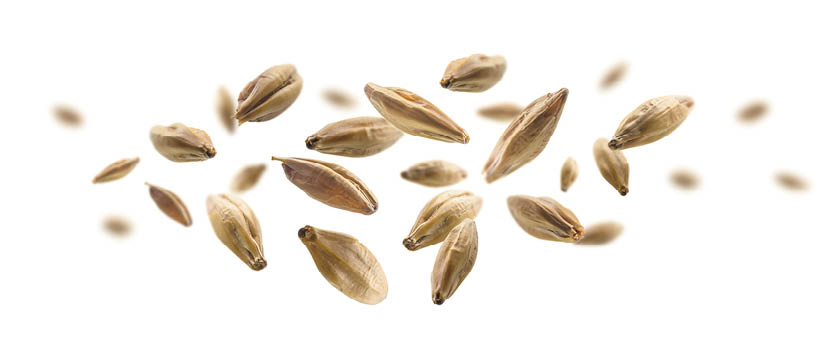 Barley malt grains levitate on a white background 