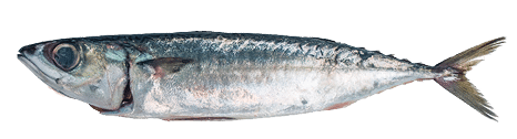 Fresh fish Mackerel